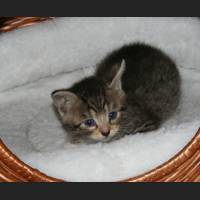 babys 1158.jpg