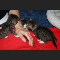 babys 116.jpg