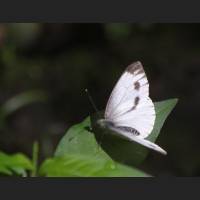 IMG_3686.jpg
