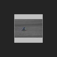 juist019_t.jpg