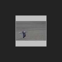 juist020_t.jpg