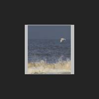 juist029_t.jpg